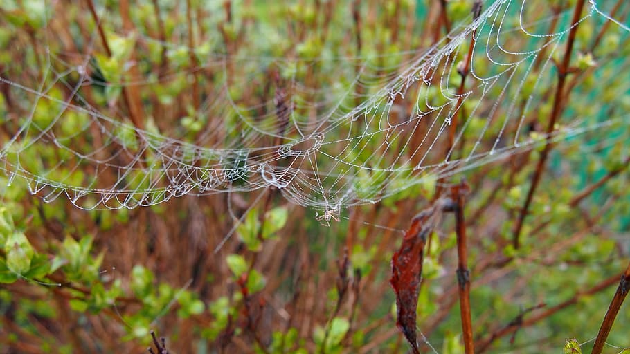 cobweb, spider, macro, arachnid, network, spider's web, rosa HD wallpaper