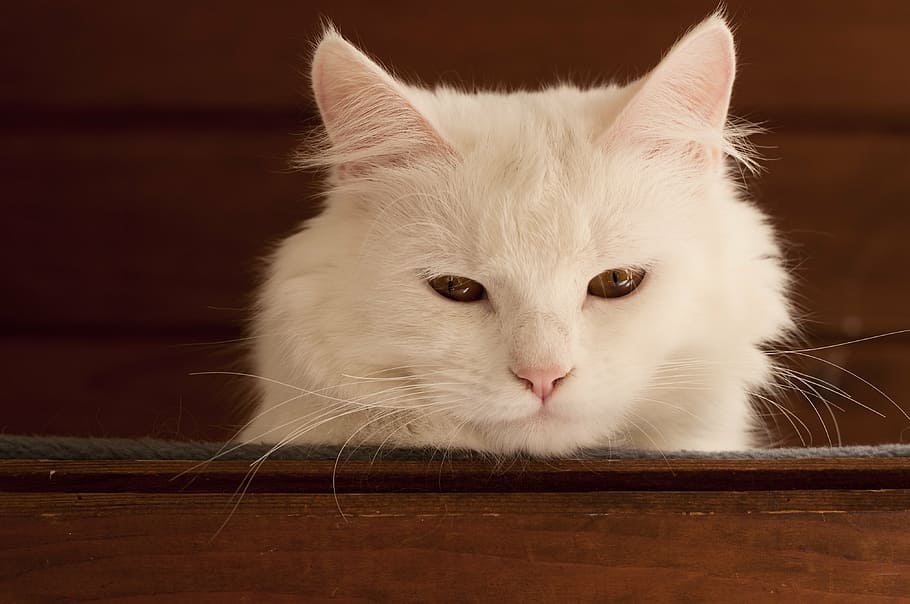 shallow focus photo of white cat, cute, pet, animal, domestic HD wallpaper