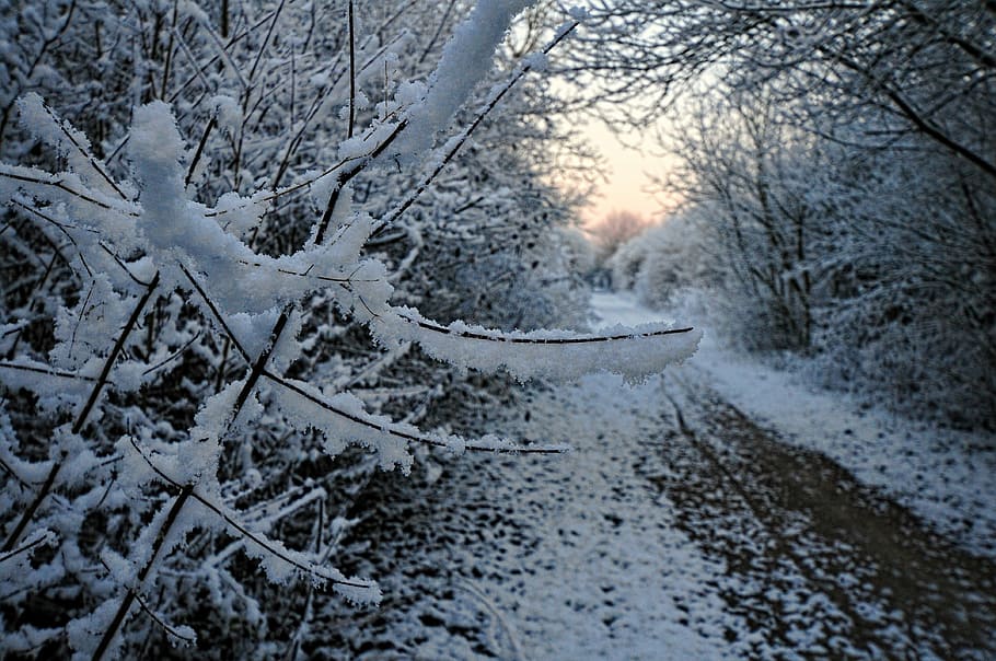 snow, path, aurora, morning, market, winter, cold temperature HD wallpaper