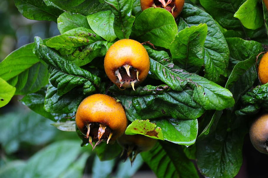 medlar, fruit, tree, edible, leaves, leaf, food and drink, plant part HD wallpaper