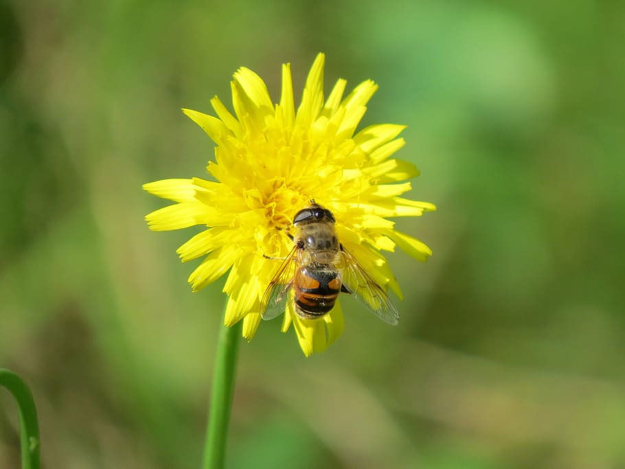 hover fly, flower, insect, yellow, mist bee, flowering plant HD wallpaper