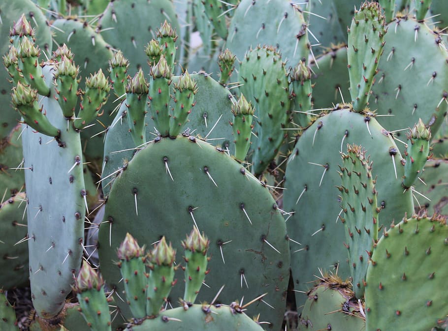 cactus, cacti, southwest, southwestern, new mexico, spike, botany, HD wallpaper