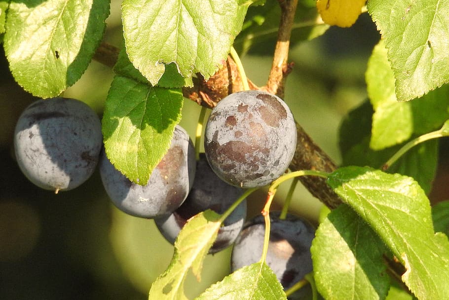plums, plum tree, branch, fruit, fruit tree, plant part, leaf HD wallpaper