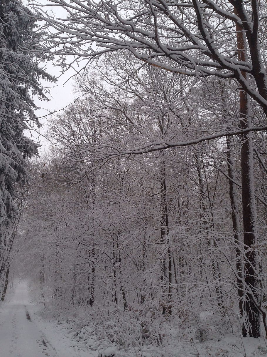 winter, snow, forest, trees, white, wintry, snowy, winter dream HD wallpaper
