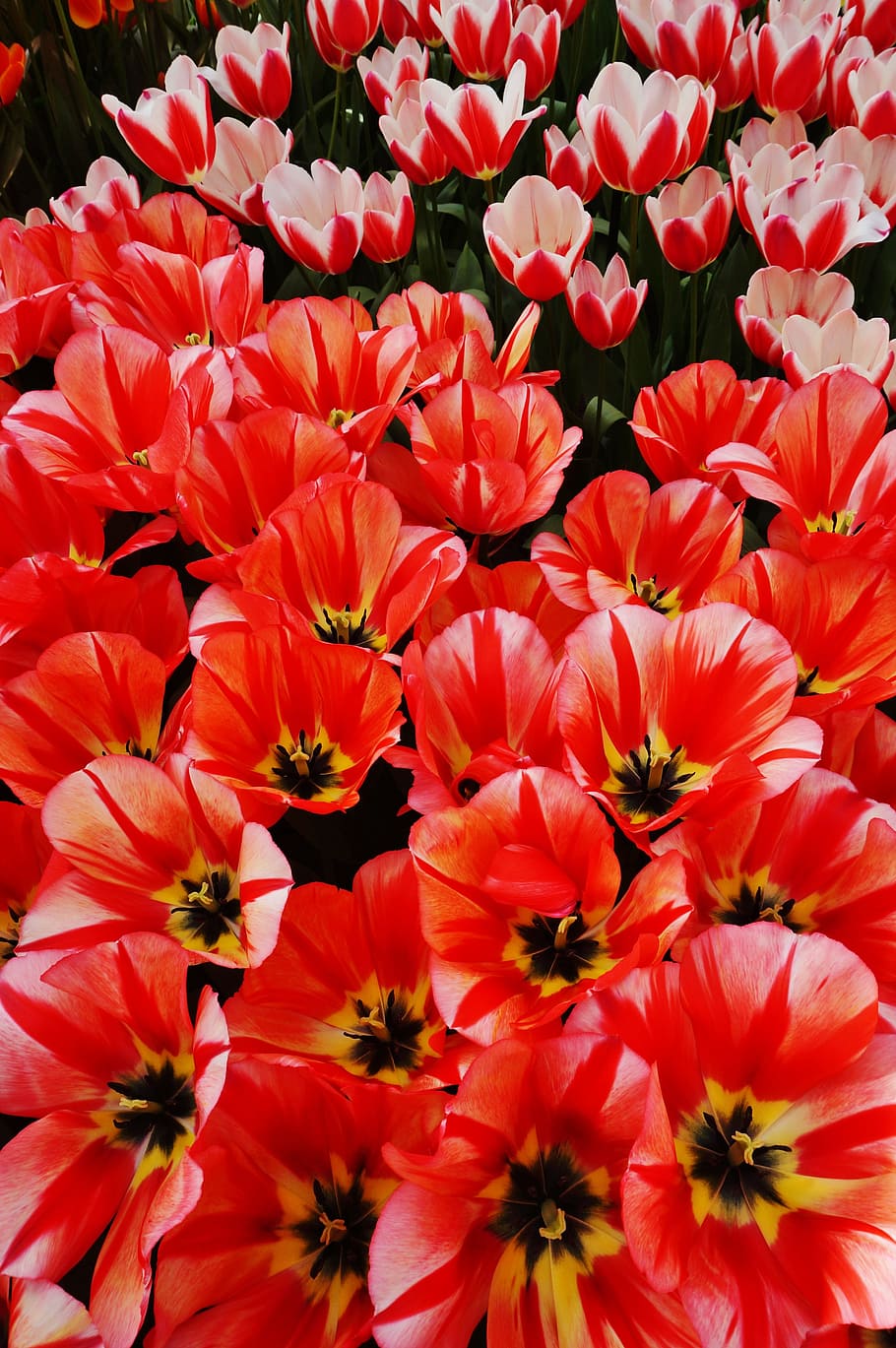 Holland, Netherlands, Flower, Garden, keukenhof, tulip, blossom HD wallpaper