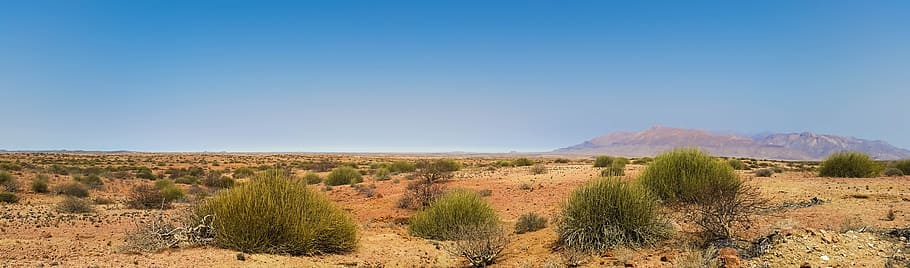 green leafed plants and mountain view at daytime, Africa, Namibia HD wallpaper