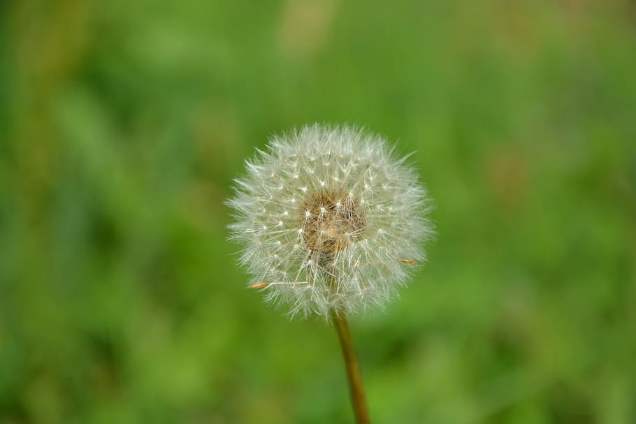 dandelion, fruit egret, nature, plant, freshness, flower, beauty in nature HD wallpaper