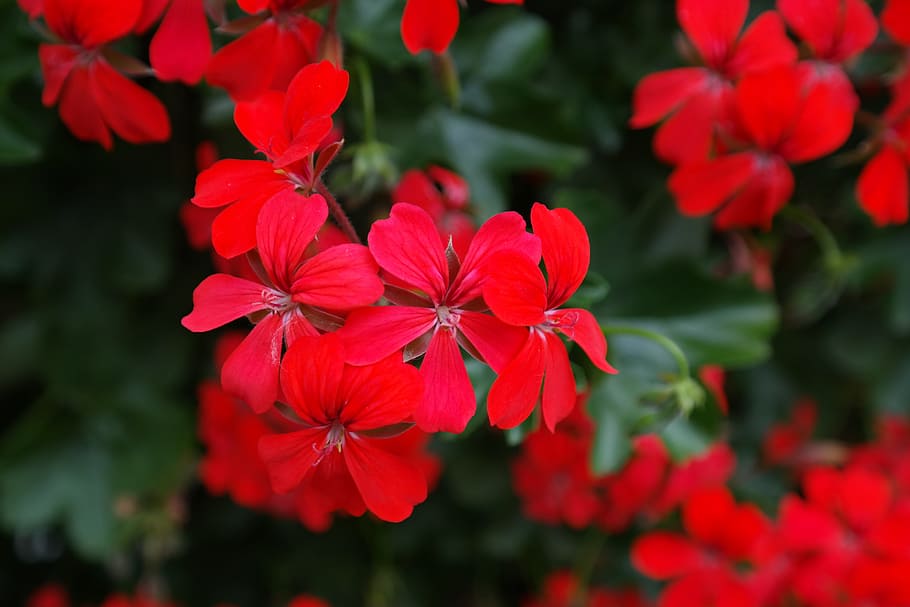 Geranium, Blossom, Bloom, Flower, red, flora, red geranium HD wallpaper