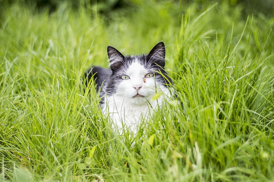 cat lying on grass, Kitty, Cat, Animal, Kitten, Pet, Cute, feline