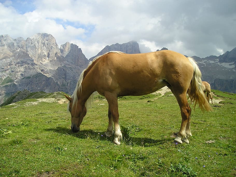beige and white horse eating grass on hill near rock mountains, HD wallpaper