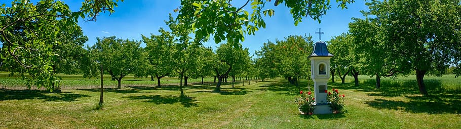 Sets, Trees, Apricots, Chapel, kitsee, panorama, summer, orchard HD wallpaper