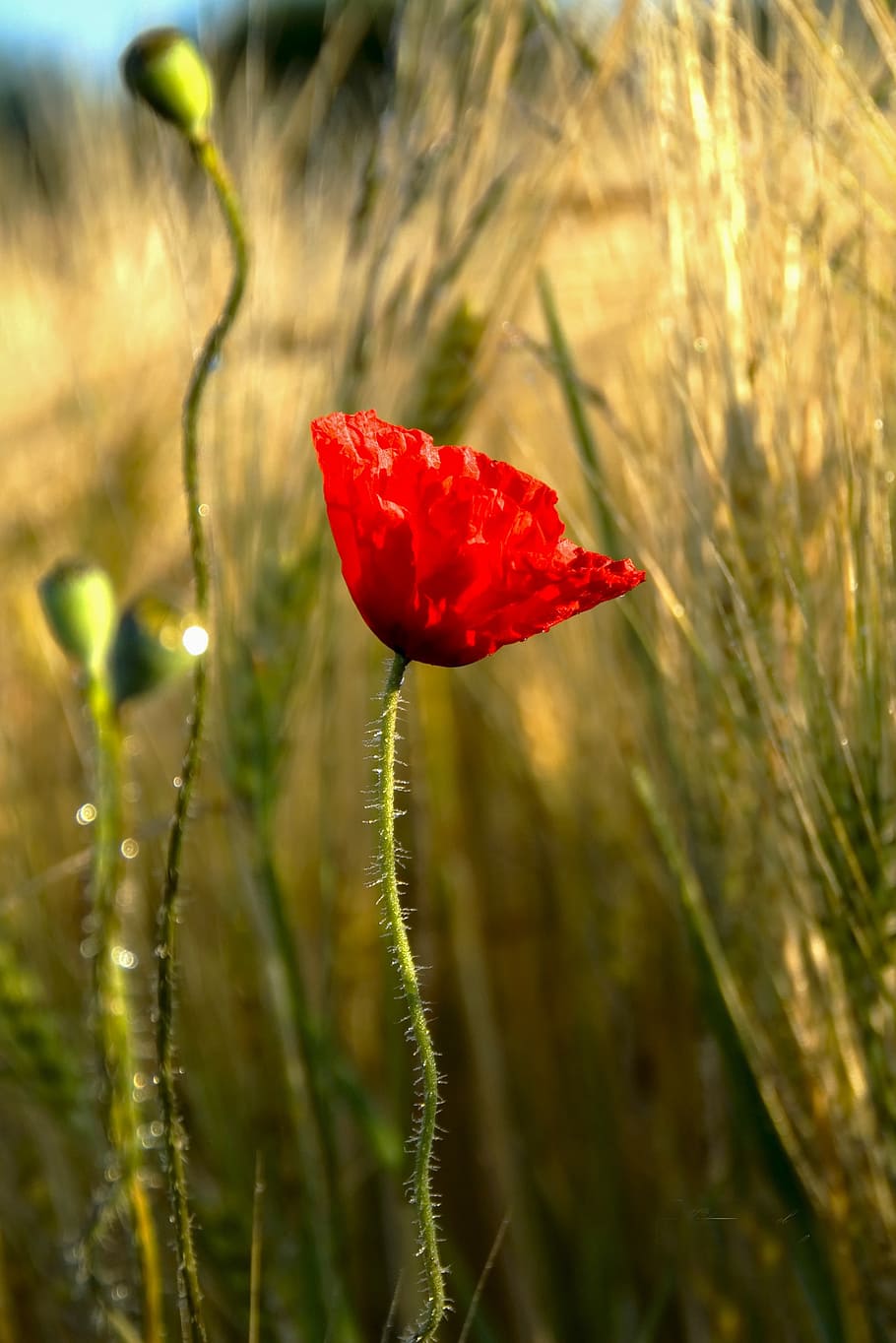 fleur, coquelicot, fleur rouge, nature, poppy, flower, plant