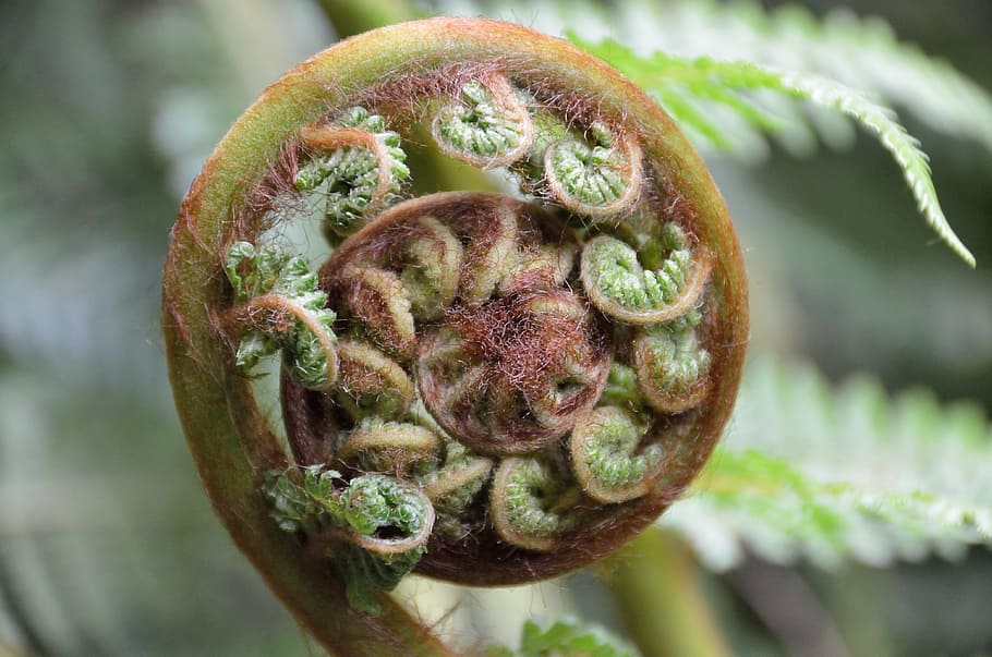 selective focus photography of sprout plant, fern, unroll, koru