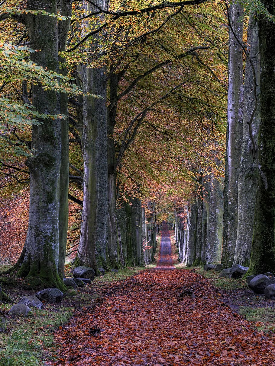 road with falling leaves in between of trees, green and brown leafed tree HD wallpaper