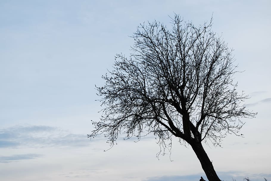 tree, lonely, winter, spain, landscape, nature, branch, outdoors HD wallpaper