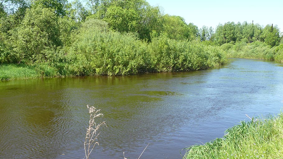 river, forest, water, nature, landscape, summer, russia, trees HD wallpaper