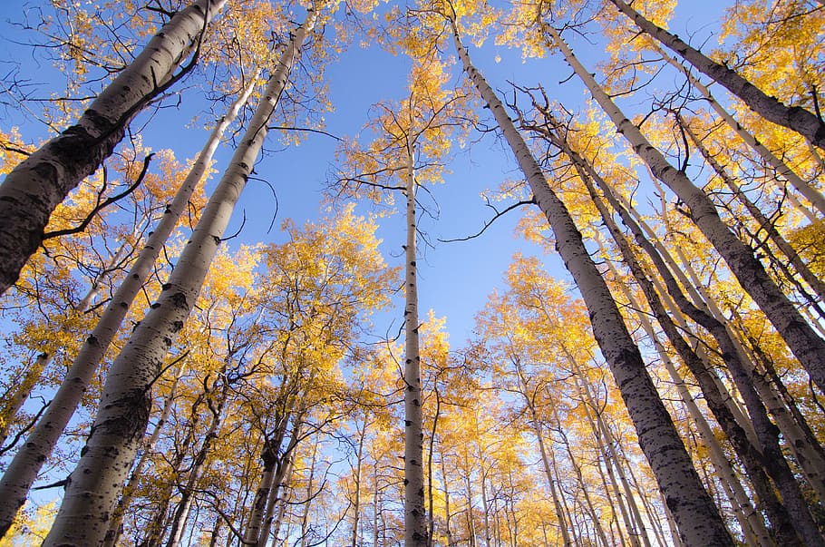trees, plant, forest, nature, autumn, fall, blue, low angle view HD wallpaper
