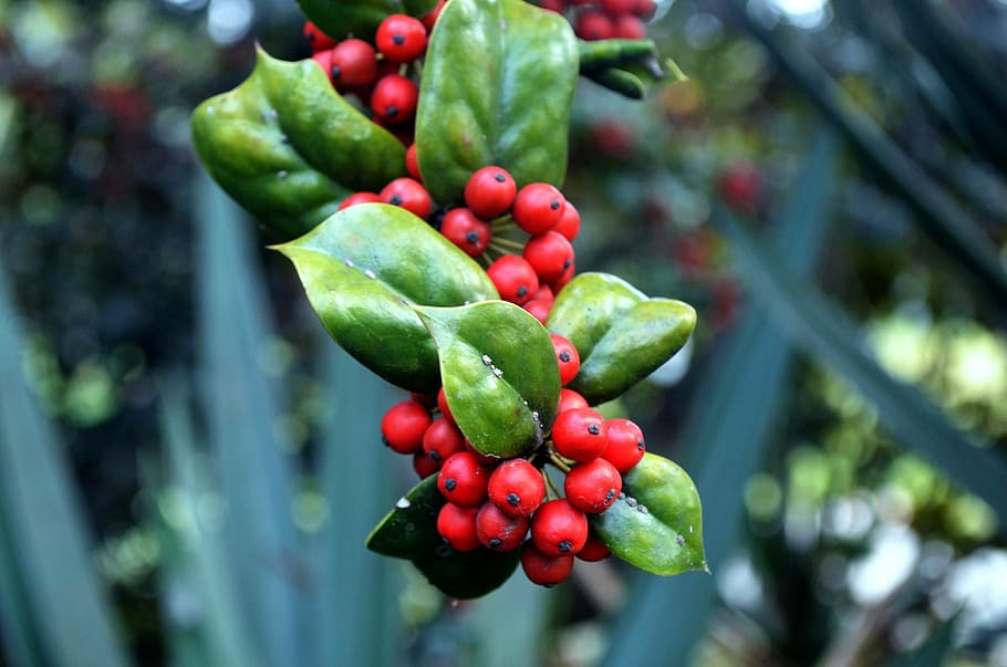 Holly, Bush, Berry, Berries, Plant, shrub, evergreen, green color, HD wallpaper