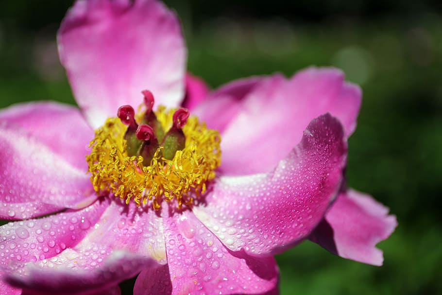 peonies, flowers, flowering plant, fragility, vulnerability HD wallpaper