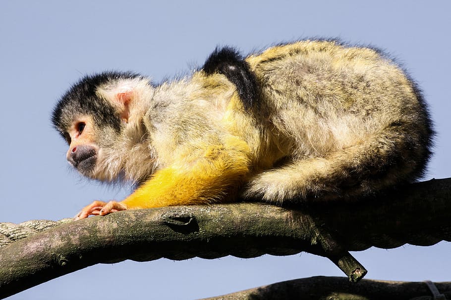 capuchin, animal, monkey, cute, capuchins, animal themes, mammal HD wallpaper