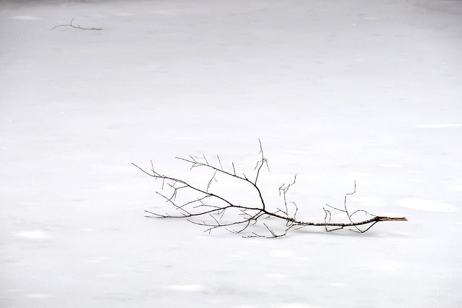 snow, winter, branch, cold temperature, bare tree, nature, plant HD wallpaper