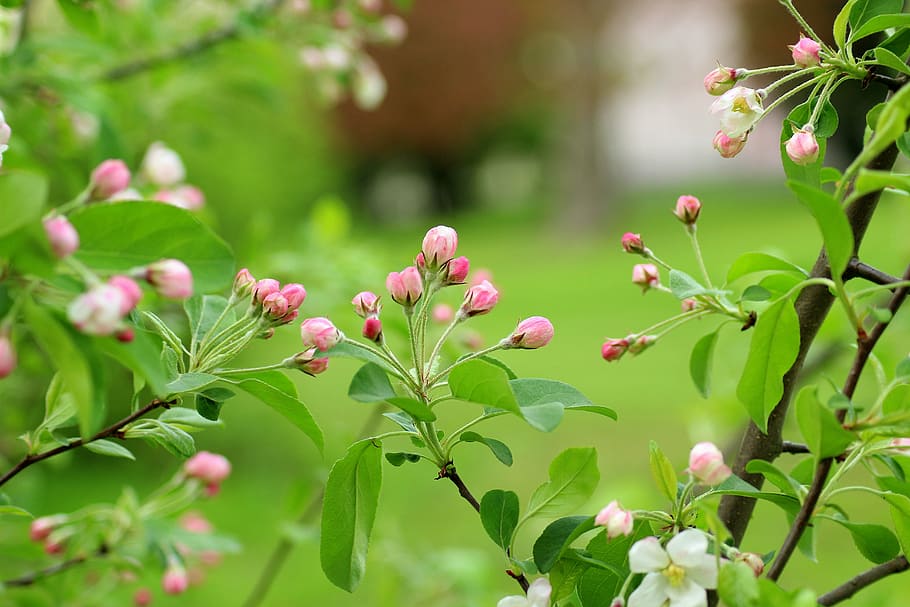 shallow focus photography of pink flowers, flowering tree, fruit tree HD wallpaper