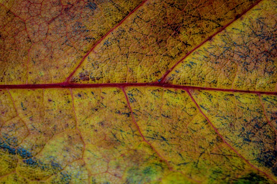 autumn, leaves, leaf, fall foliage, colors of autumn, leaves in the autumn HD wallpaper