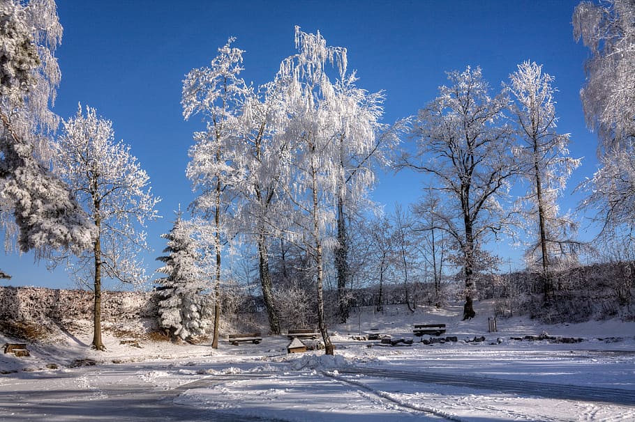 winter magic, trees, wintry, winter dream, snow magic, cold temperature HD wallpaper