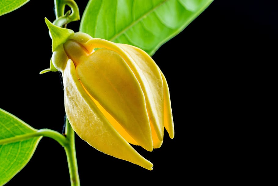 blossom, bloom, flower, yellow, close, nature, leaf, plant HD wallpaper