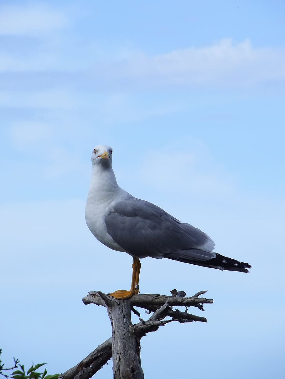 Seagull, Bird, Nature, Tree, Branch, Sky, one animal, animal wildlife HD wallpaper