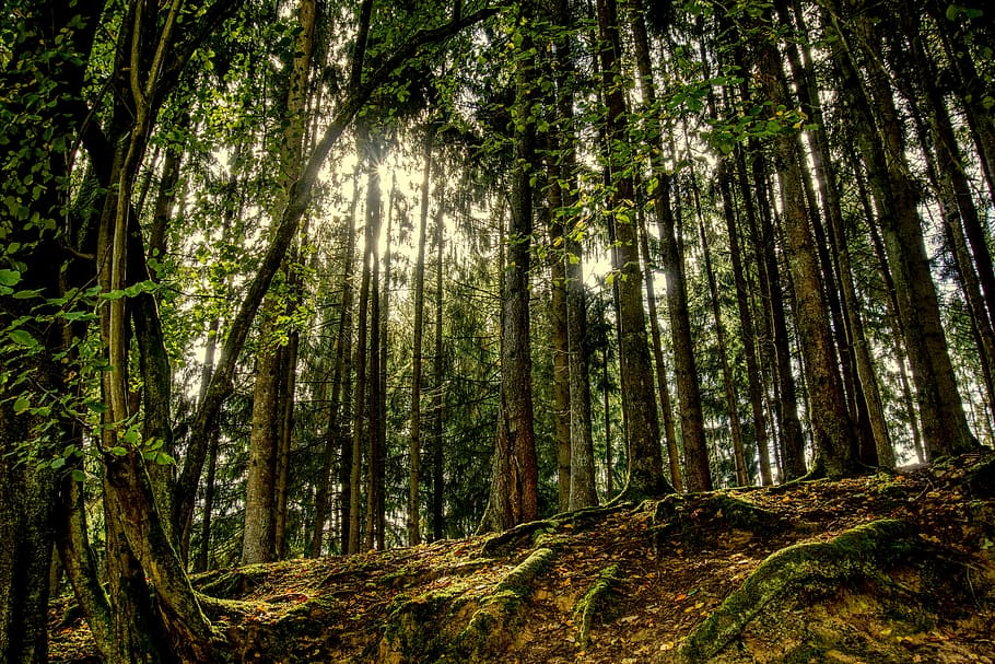 forest, trees, landscape, nature, back light, green, leaves HD wallpaper