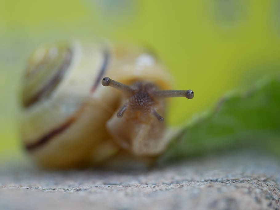 snail, close up, shell, crawl, animal, probe, snail shell, creature HD wallpaper