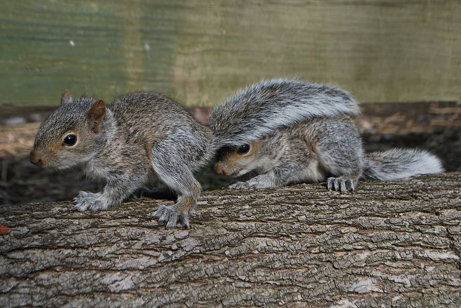 squirrel, hiding squirrel, cute, animal, nature, brown, fur HD wallpaper
