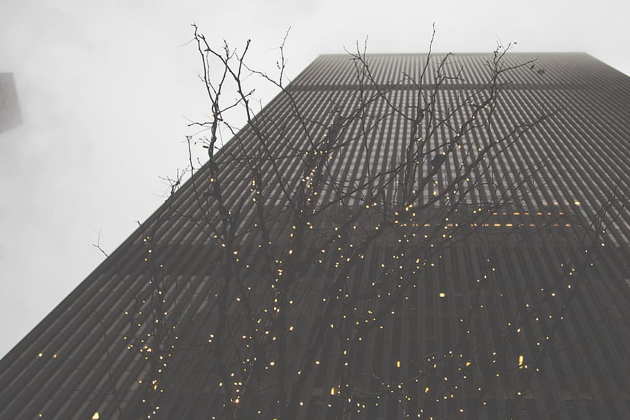 low angle photography of bare tree and building, bottom view of curtain wall building HD wallpaper