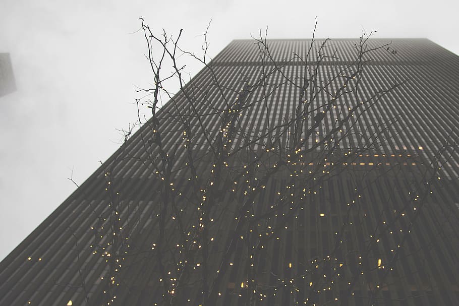 worms eye view of building and tree, low, angle, photo, high HD wallpaper