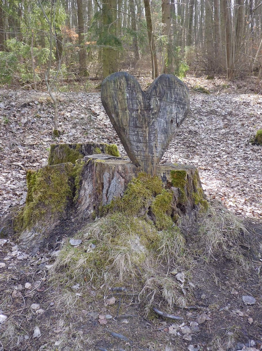 heart, tree stump, sawn, plant, land, forest, nature, no people HD wallpaper