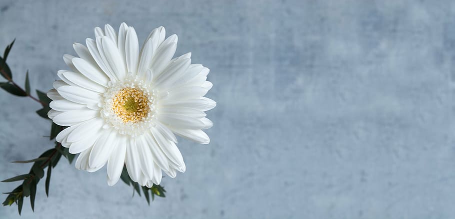 selective focus photography of white daisy flower, gerbera, white gerbera, HD wallpaper
