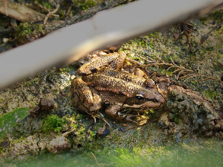 frog, river, algae, park, natur, lake, animal, amphibian, toad HD wallpaper