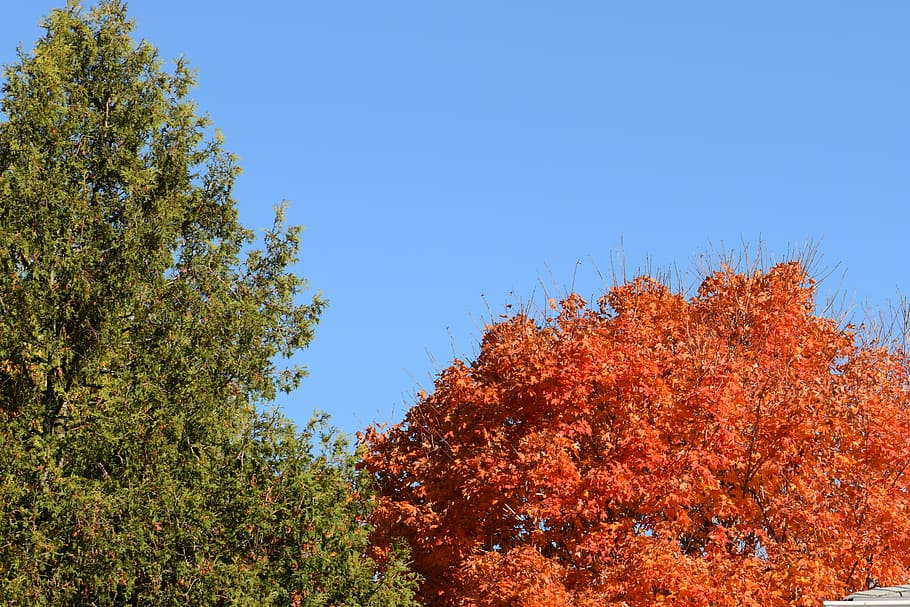 trees, orange, green, sky, blue, leaves, nature, leaf, plant HD wallpaper