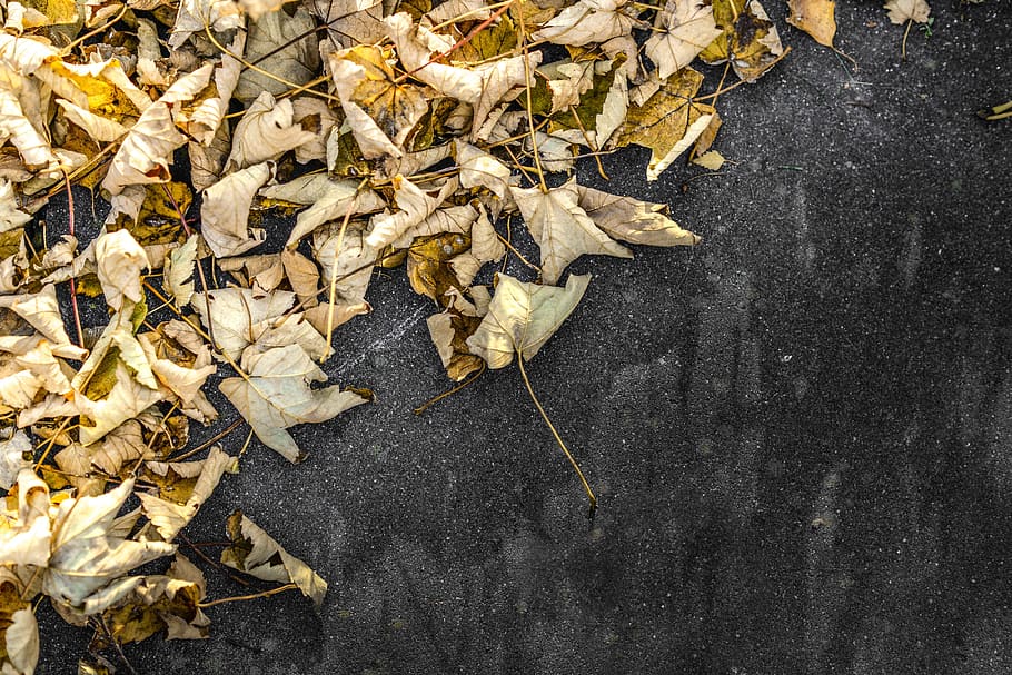 leaves, yellow, stone, pavement, sunny, black, autumn, fall HD wallpaper