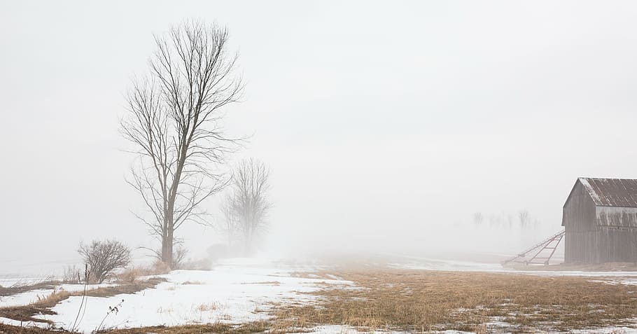 barn, cabin, cold, field, foggy, plants, snow, trees, winter HD wallpaper