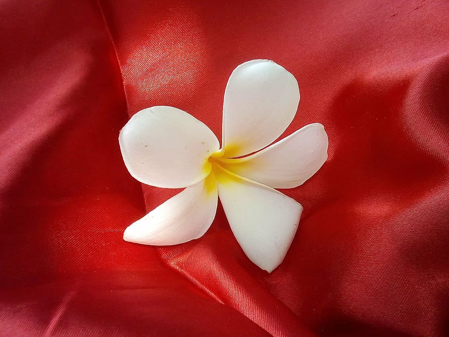 flowers, more information, fragrapanti, red, fabric, white flowers, HD wallpaper