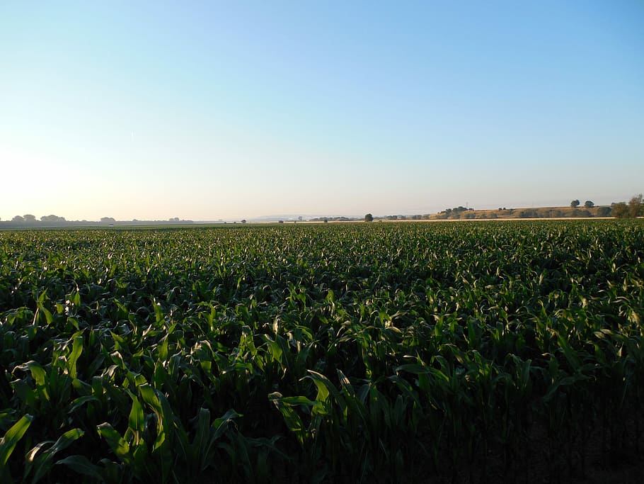 Cornfield, Corn, Field, Agriculture, harvest, arable, corn plants HD wallpaper