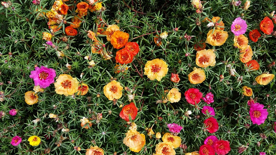 spring, flowers, colour, nature, plant, floral, blossom, colorful HD wallpaper