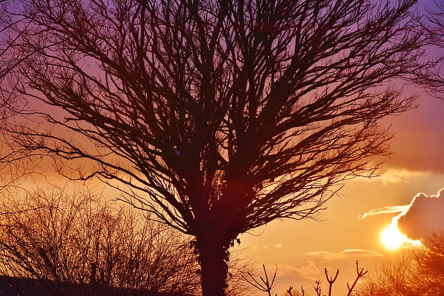 silhoutte of bared tree, sunset, afterglow, evening sky, abendstimmung HD wallpaper