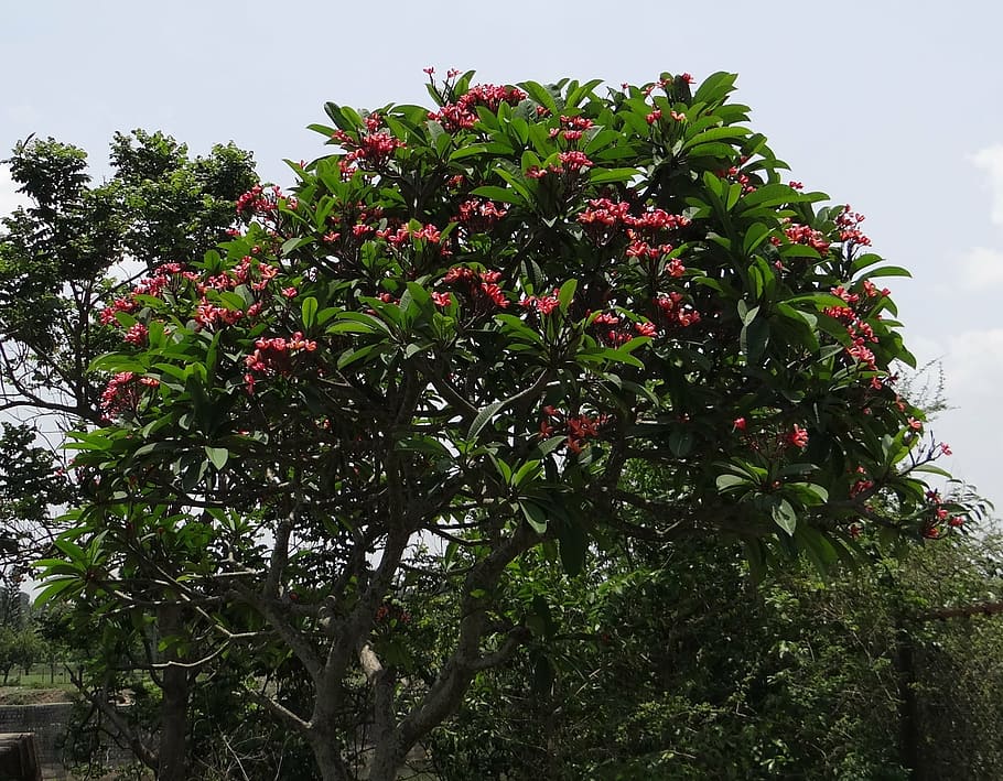 plumeria rubra, frangipani, red frangipani, temple tree, flower, HD wallpaper