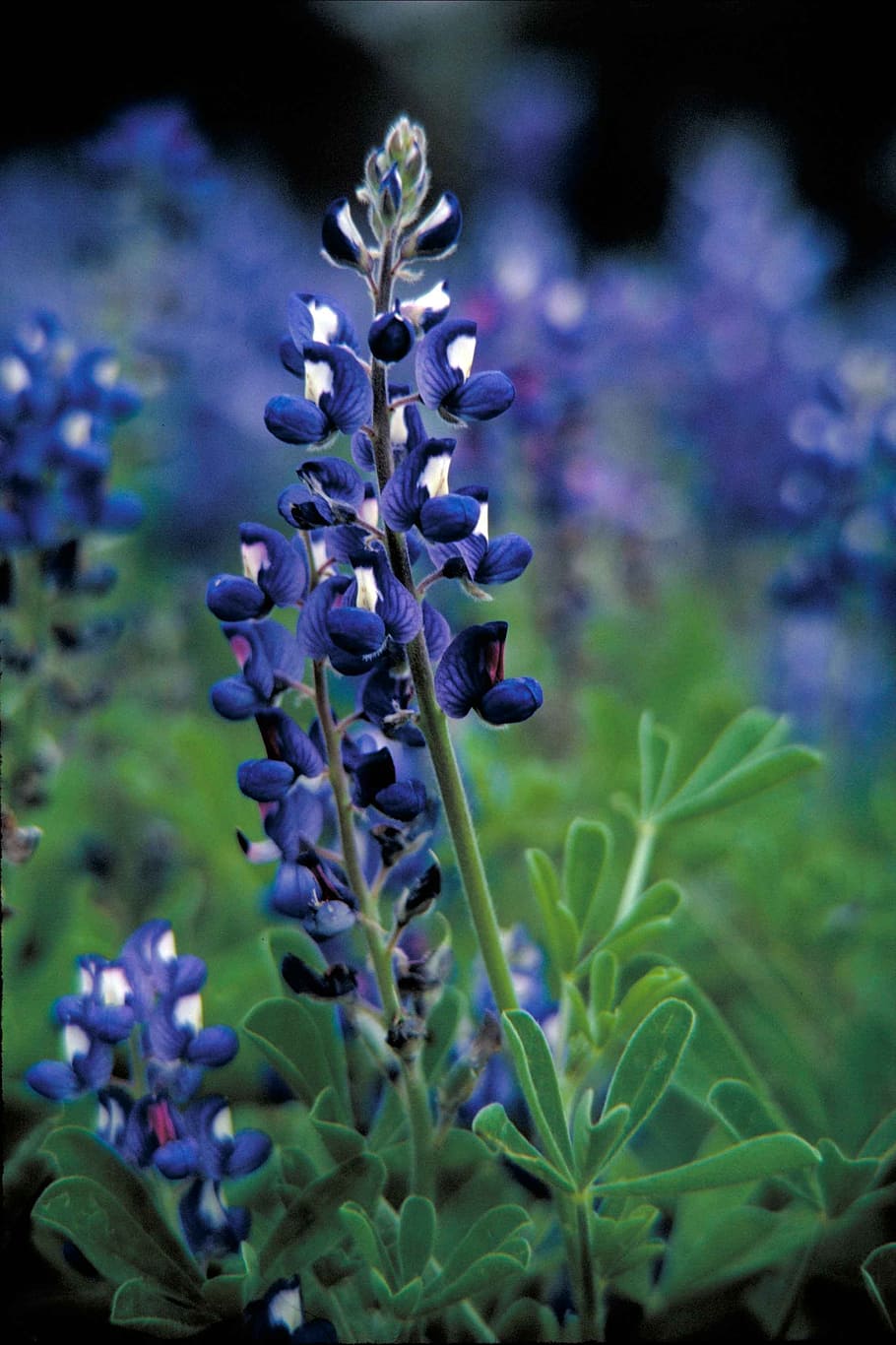 shallow focus photography of purple flowers, bluebonnet, plant