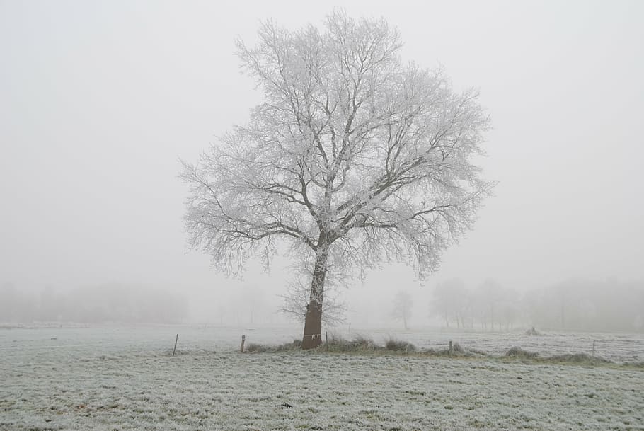 winter, frost, tree, wintry, cold, winter magic, hoarfrost HD wallpaper