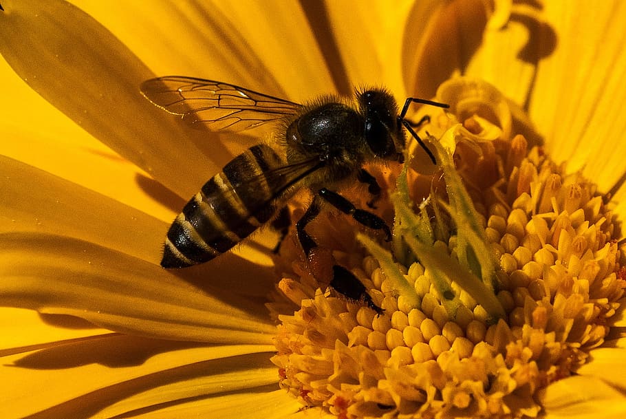 insects, bees, close-up, pistil, deficit, invertebrate, flower HD wallpaper