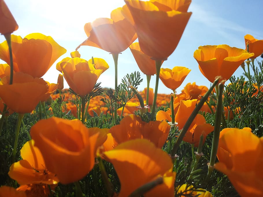 poppies, yellow, flowers, poppy, fields, plants, floral, blossoms, HD wallpaper